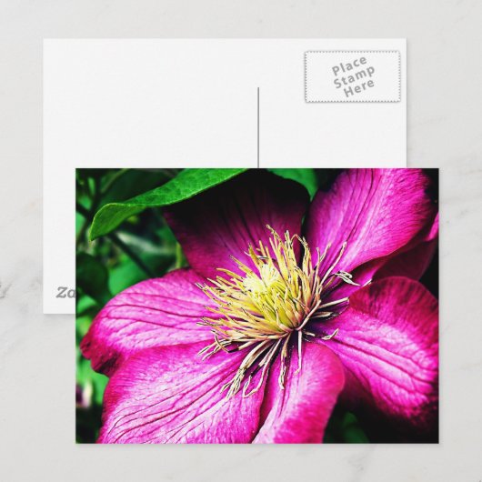 Carte Postale Clematis (Devant / Derrière)