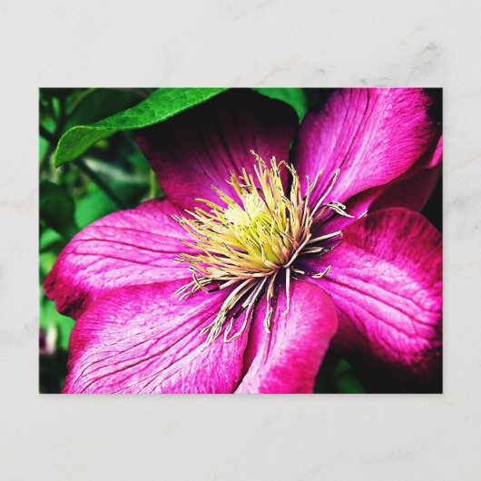 Carte Postale Clematis (Devant)