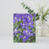 Carte Postale clematis (Debout devant)