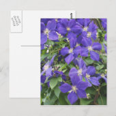 Carte Postale clematis (Devant / Derrière)