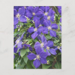 Carte Postale clematis