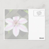 Carte Postale Clematis (Dos)