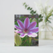 Carte postale Clematis (Debout devant)