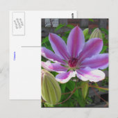 Carte postale Clematis (Devant / Derrière)