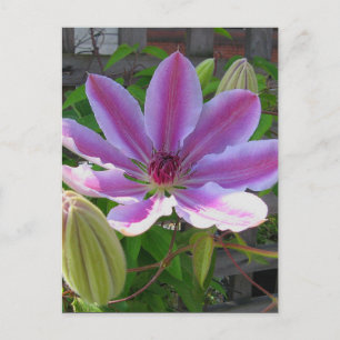 Carte postale Clematis