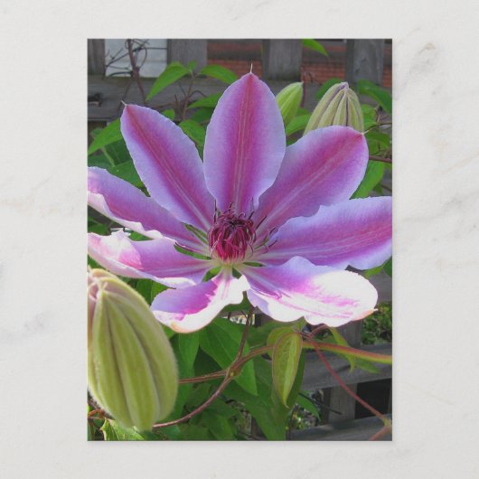 Carte postale Clematis (Devant)