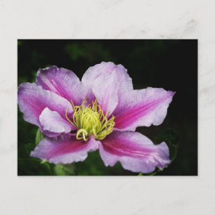 Carte Postale Clematis