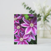 Carte Postale Clematis#1 (Debout devant)