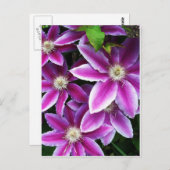 Carte Postale Clematis#1 (Devant / Derrière)