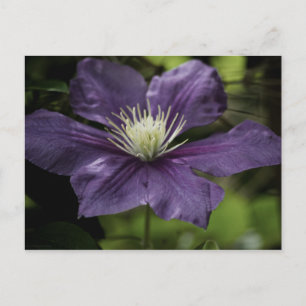 Carte postale Clematis 8510