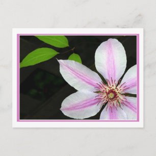 Carte Postale Clematis Avec Feuilles