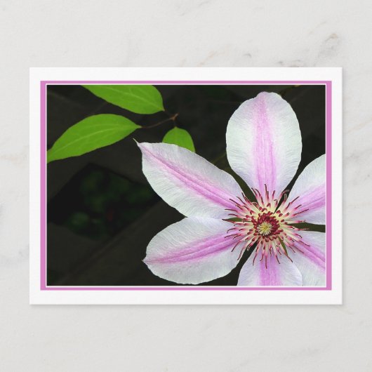 Carte Postale Clematis Avec Feuilles (Devant)