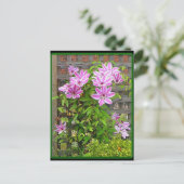 Carte postale Clematis Cluster (Debout devant)
