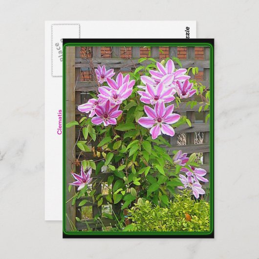 Carte postale Clematis Cluster (Devant / Derrière)