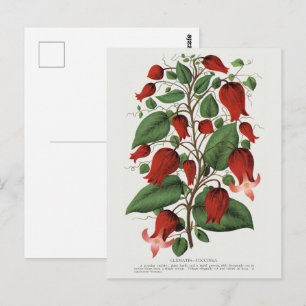 Carte Postale Clematis Coccinea Floral Vintage Art Rouge