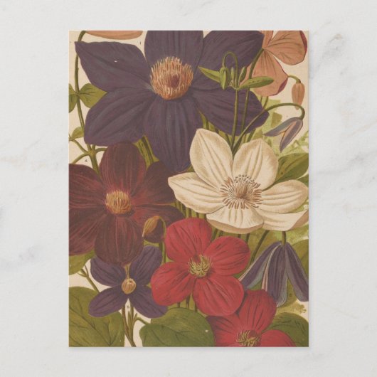 Carte Postale Clematis | George Nicholson (Devant)