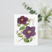 Carte Postale Clematis jackmani (Debout devant)