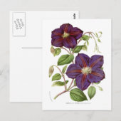 Carte Postale Clematis jackmani (Devant / Derrière)