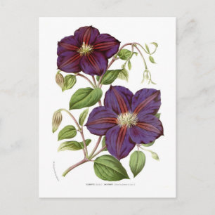 Carte Postale Clematis jackmani