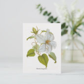 Carte Postale Clematis lanuginosa (Debout devant)