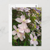Carte Postale Clematis Montana (Devant / Derrière)