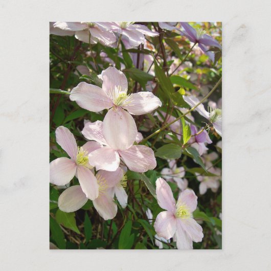 Carte Postale Clematis Montana (Devant)