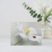 Carte Postale Clematis montana avec cocaïer (Debout devant)