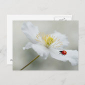 Carte Postale Clematis montana avec cocaïer (Devant / Derrière)