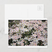 Carte Postale Clematis montana Mayleen (Devant / Derrière)