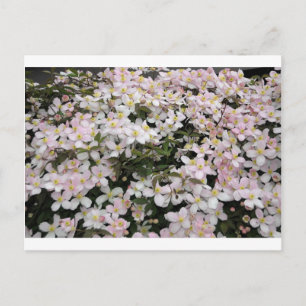 Carte Postale Clematis montana Mayleen