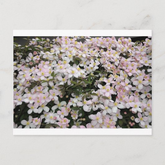 Carte Postale Clematis montana Mayleen (Devant)