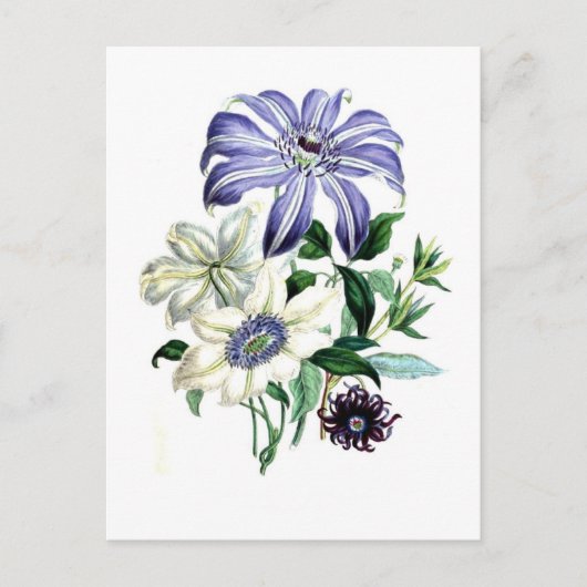 Carte Postale Clematis par Jane Loudon (Devant)