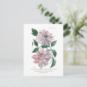 Carte Postale Clematis patens (Debout devant)