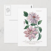 Carte Postale Clematis patens (Devant / Derrière)