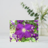 Carte Postale Clematis pourpre (Debout devant)