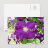 Carte Postale Clematis pourpre (Devant / Derrière)