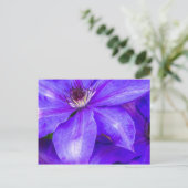 Carte Postale Clematis pourpre (Debout devant)