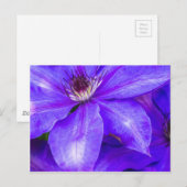 Carte Postale Clematis pourpre (Devant / Derrière)