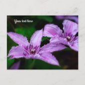 Carte postale Clématite violette (Devant)