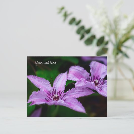 Carte postale Clématite violette (Debout devant)