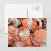 Carte Postale Clés de Floride, Key West, coquillages (Devant / Derrière)