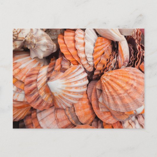 Carte Postale Clés de Floride, Key West, coquillages (Devant)