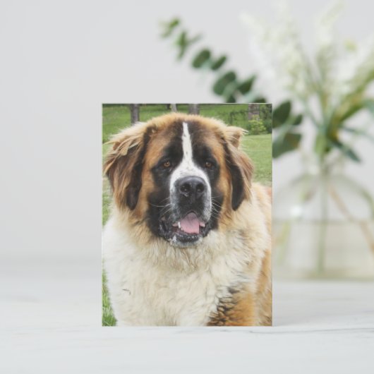 Carte Postale Cletus - Saint Bernard (Debout devant)