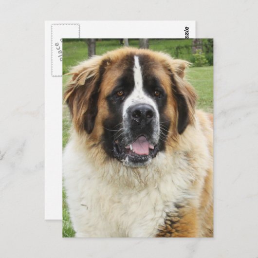 Carte Postale Cletus - Saint Bernard (Devant / Derrière)