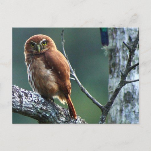 Carte Postale clin (Devant)