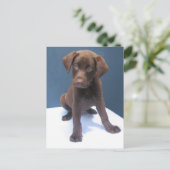 Carte Postale Clint (Debout devant)