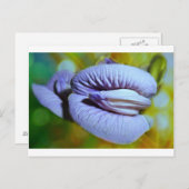 Carte Postale Clitoria (Devant / Derrière)