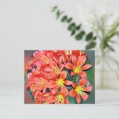 Carte Postale Clivia en pleine floraison (Debout devant)