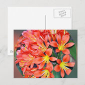 Carte Postale Clivia en pleine floraison (Devant / Derrière)