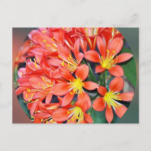 Carte Postale Clivia en pleine floraison (Devant)